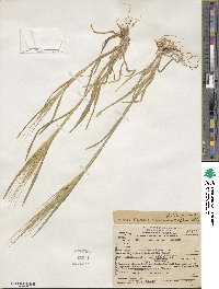 Bromus rigidus image