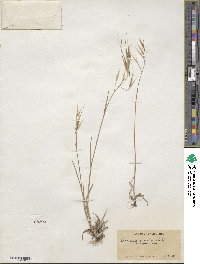 Bromus rigidus image