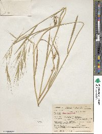 Bromus rigidus image