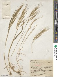 Bromus rigidus image