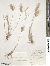 Bromus rubens image