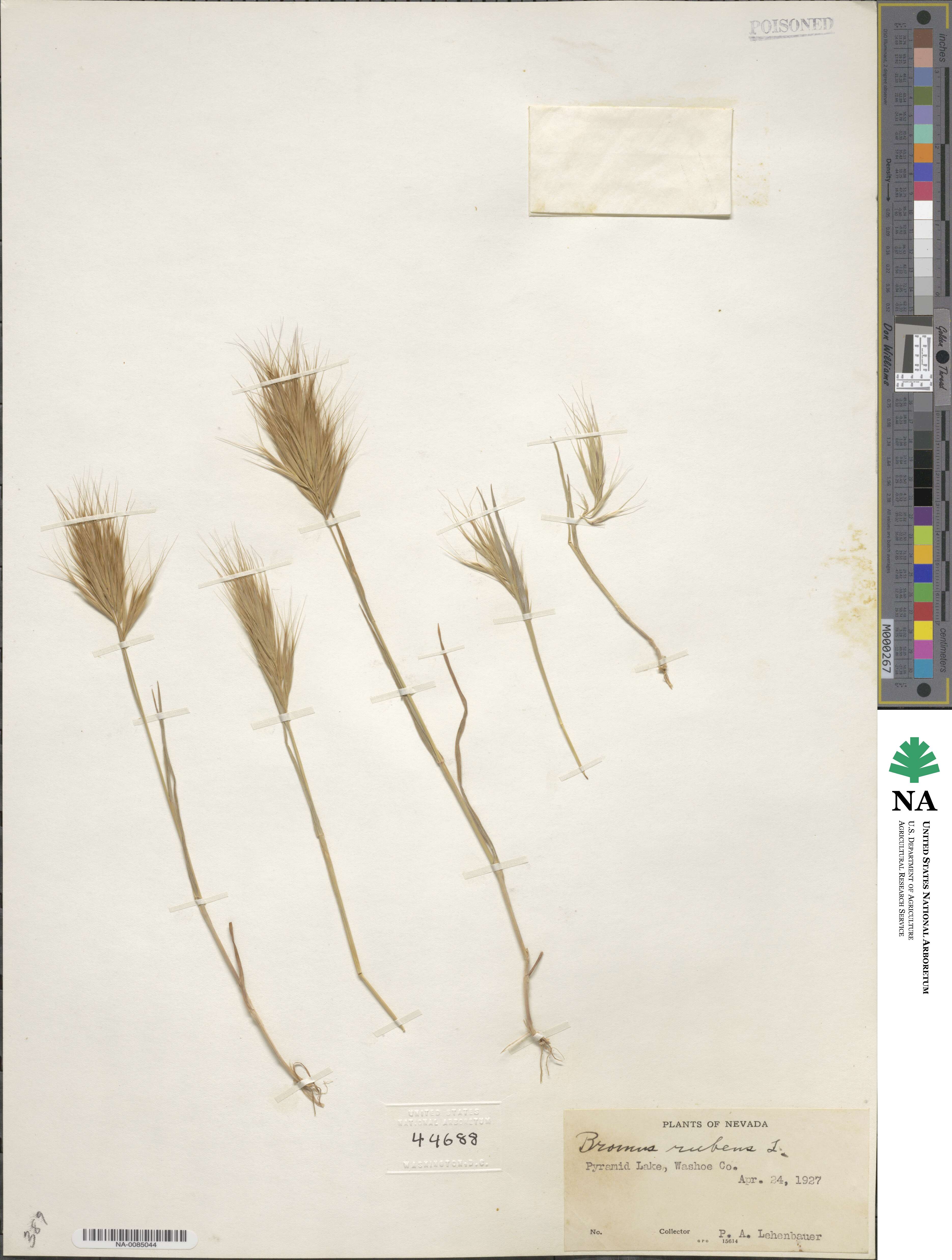 Bromus rubens image