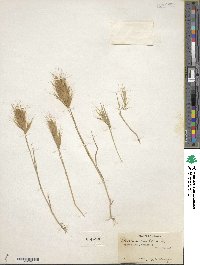 Bromus rubens image