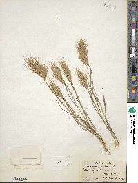 Bromus rubens image