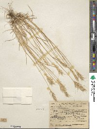 Bromus rubens image