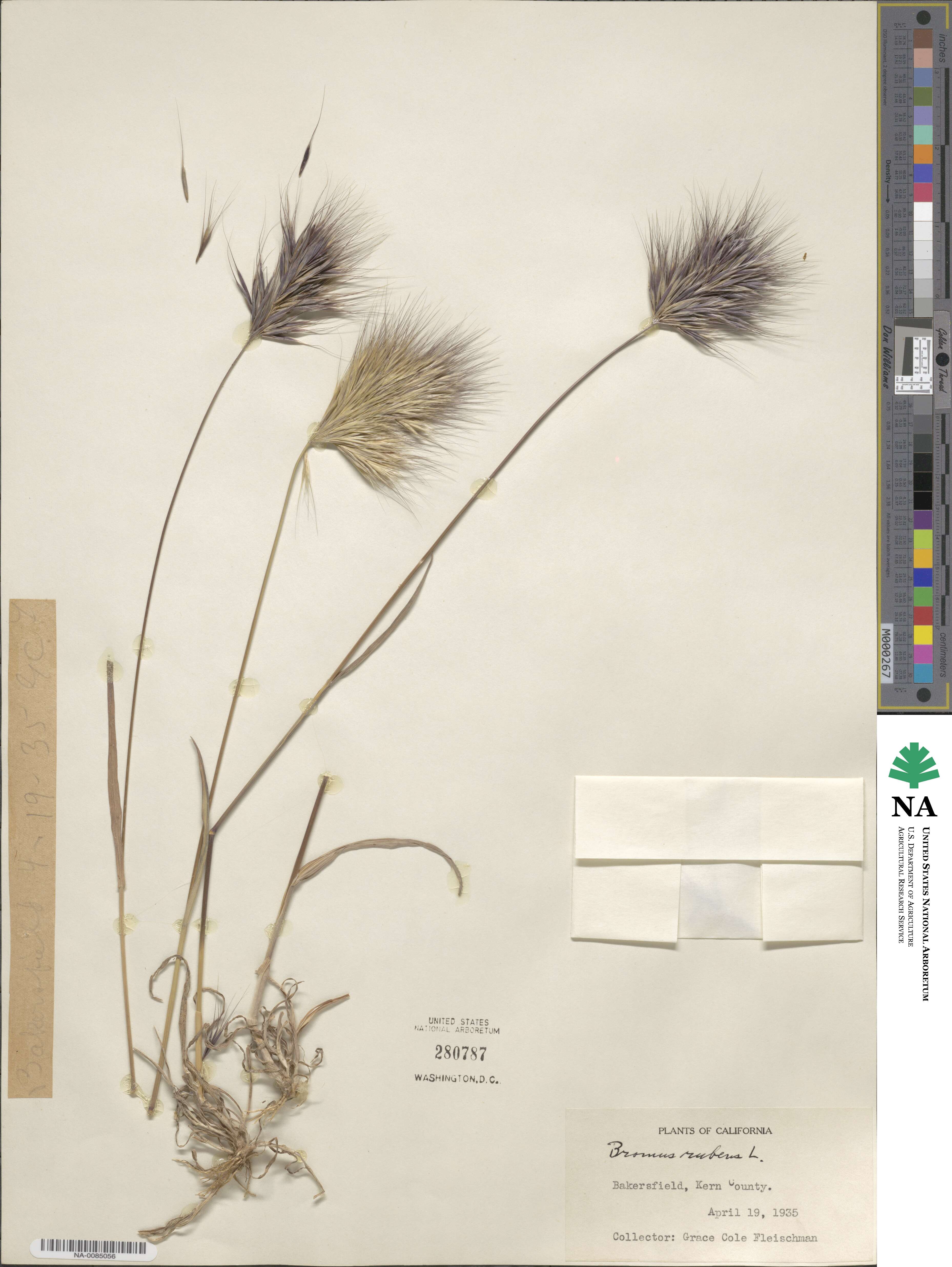 Bromus rubens image