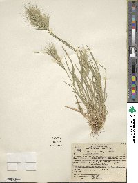 Bromus rubens image