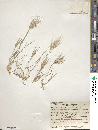 Bromus rubens image