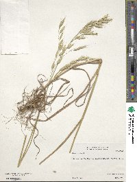 Bromus secalinus image