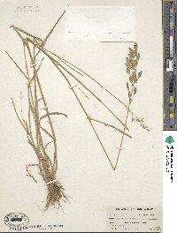 Bromus secalinus image