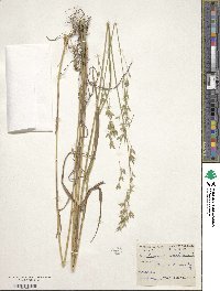 Bromus secalinus image