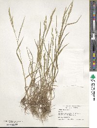 Bromus secalinus image