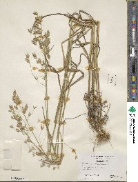 Bromus secalinus image