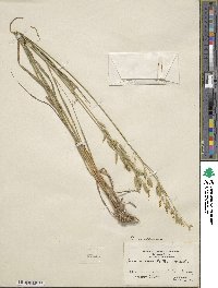 Bromus secalinus image