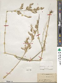 Bromus secalinus image