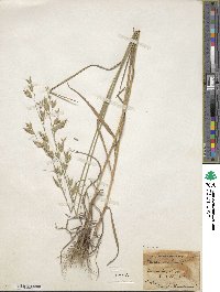 Bromus secalinus image