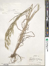 Bromus secalinus image