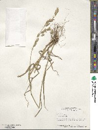 Bromus secalinus image