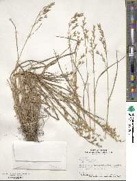 Bromus secalinus image