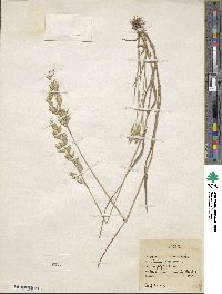 Bromus secalinus image