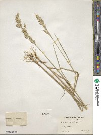 Bromus secalinus image