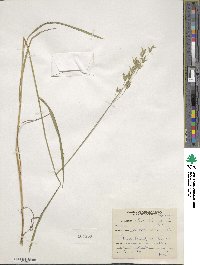 Bromus secalinus image