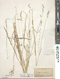 Bromus secalinus image