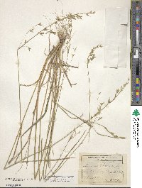 Bromus secalinus image