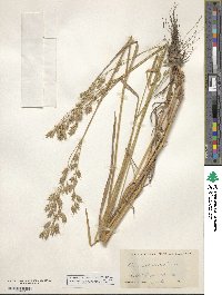 Bromus secalinus image