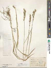 Bromus secalinus image