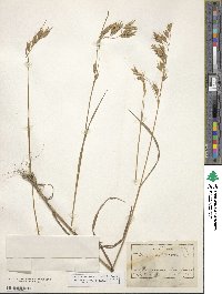 Bromus secalinus image