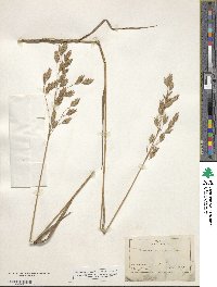 Bromus secalinus image