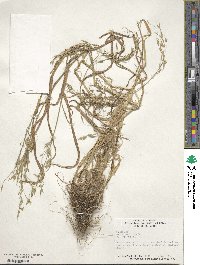 Bromus secalinus image