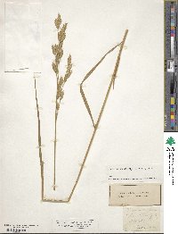 Bromus secalinus image