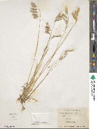 Bromus squarrosus image