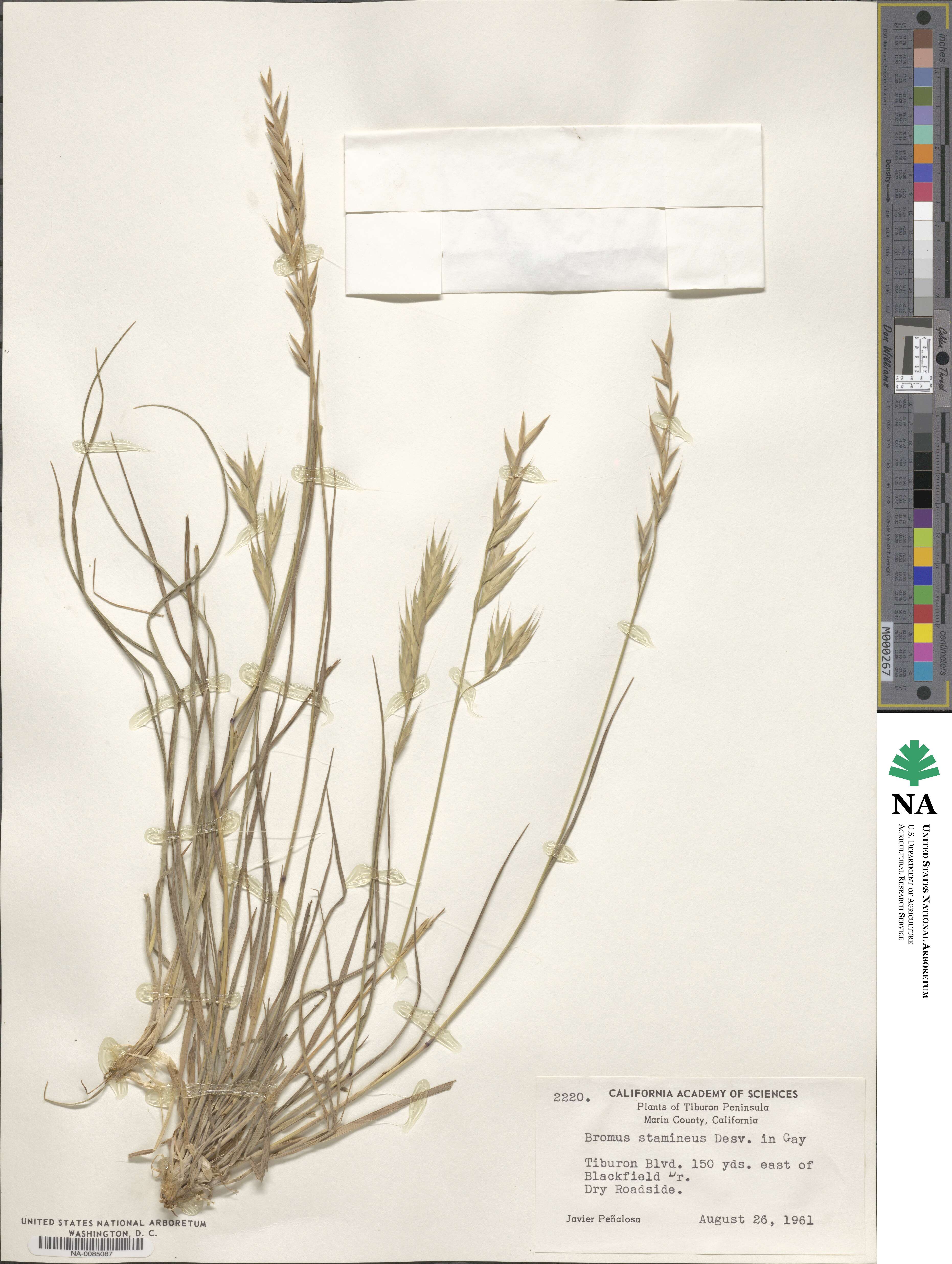 Bromus cebadilla image