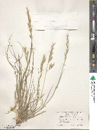 Image of Bromus cebadilla