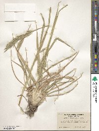 Bromus cebadilla image