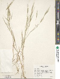 Bromus sterilis image