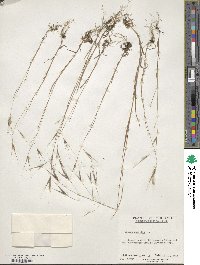 Bromus sterilis image