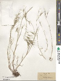 Bromus sterilis image