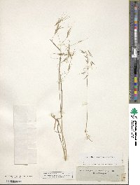 Bromus sterilis image