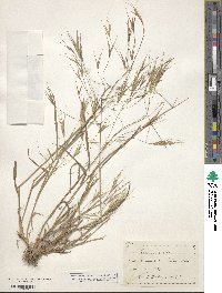 Bromus sterilis image