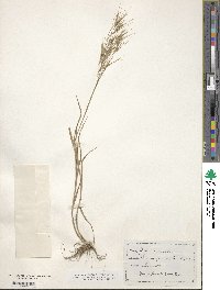 Bromus sterilis image