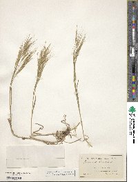 Bromus sterilis image