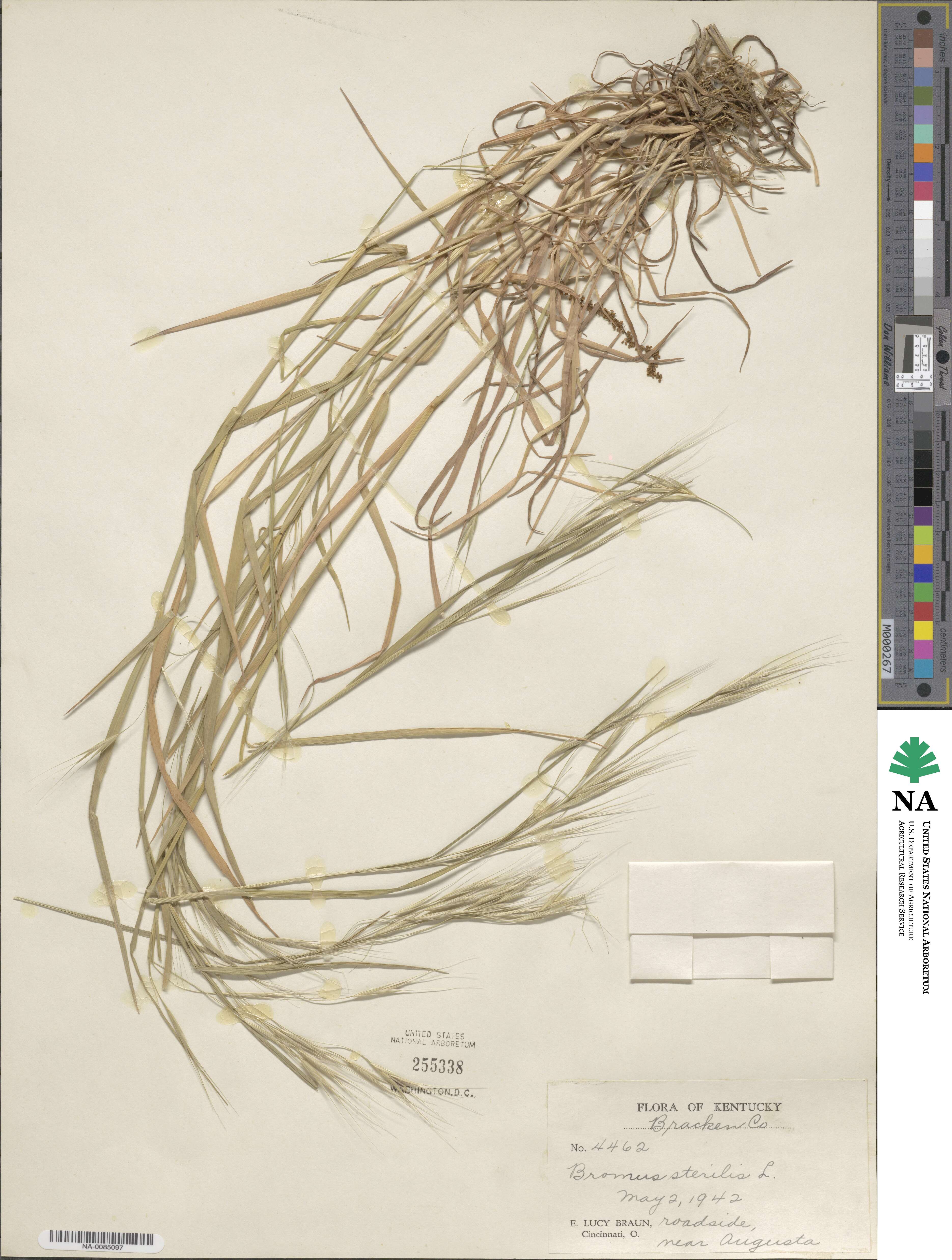 Bromus sterilis image