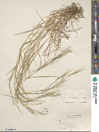 Bromus sterilis image