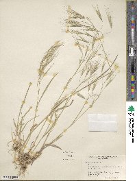 Bromus sterilis image