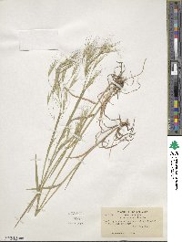 Bromus sterilis image