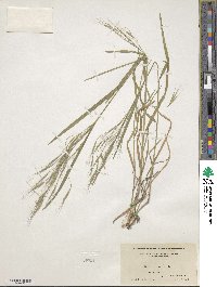 Bromus sterilis image